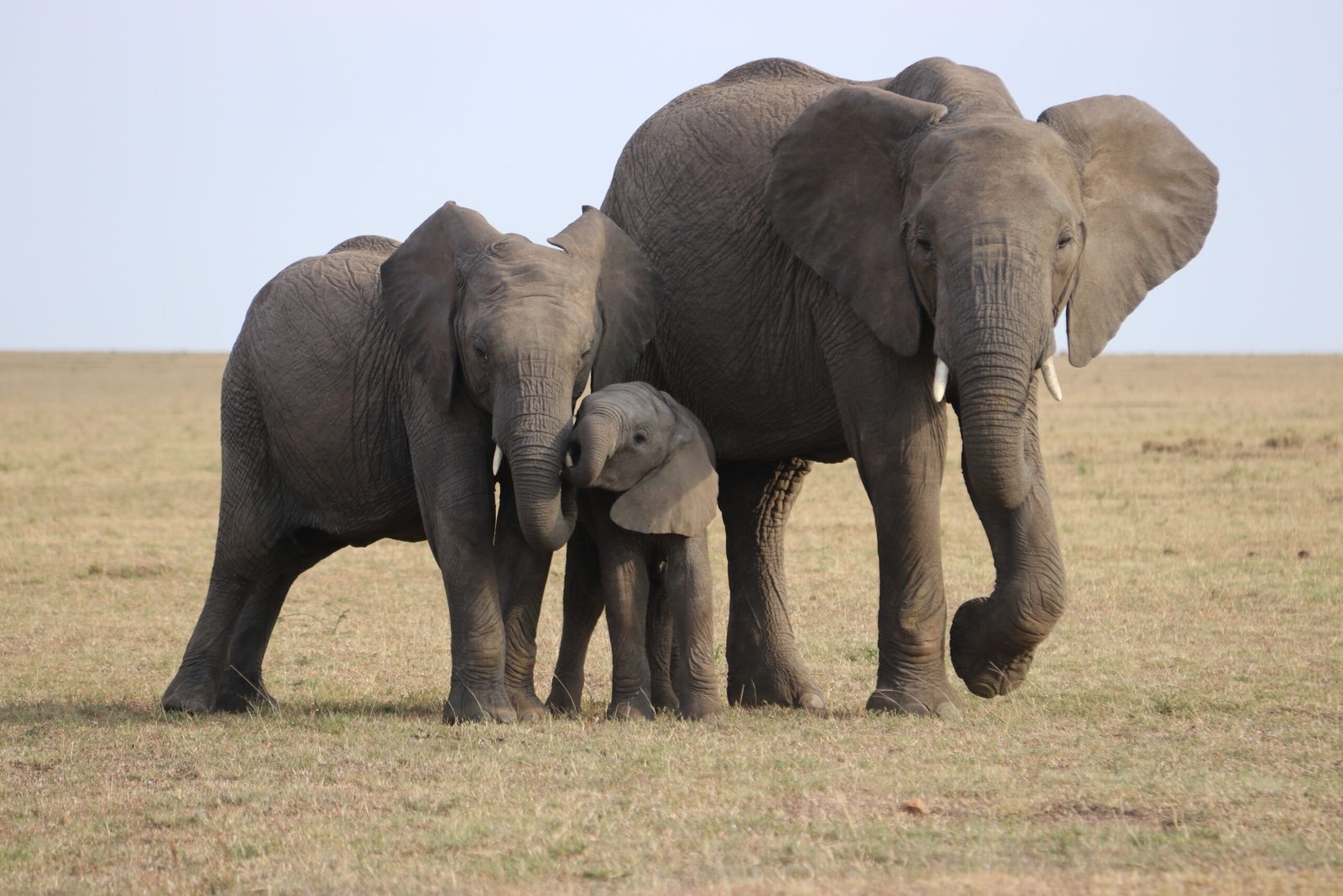elephant family on the plain